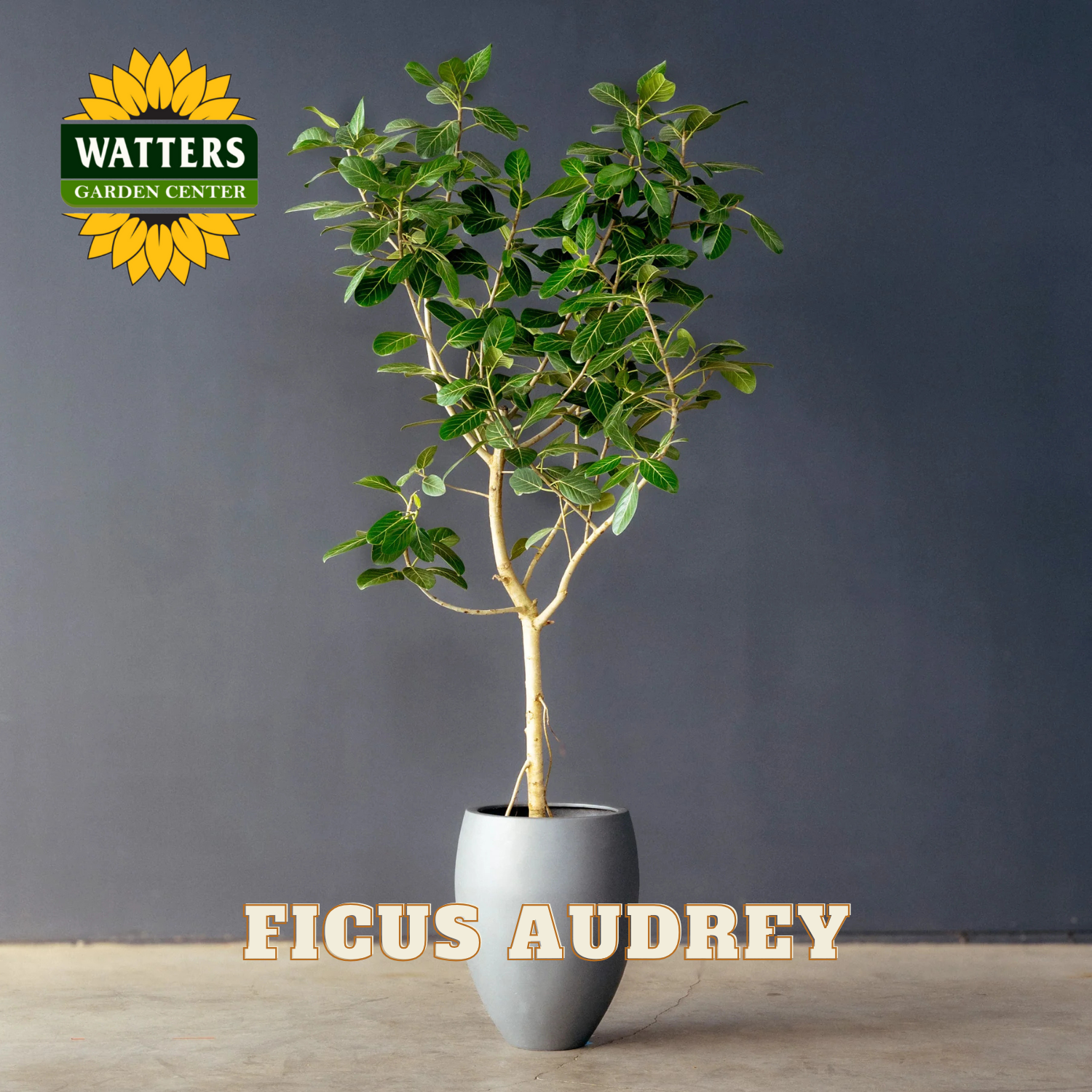 Potted Ficus Audrey plant with Watters Garden Center logo on a dark background