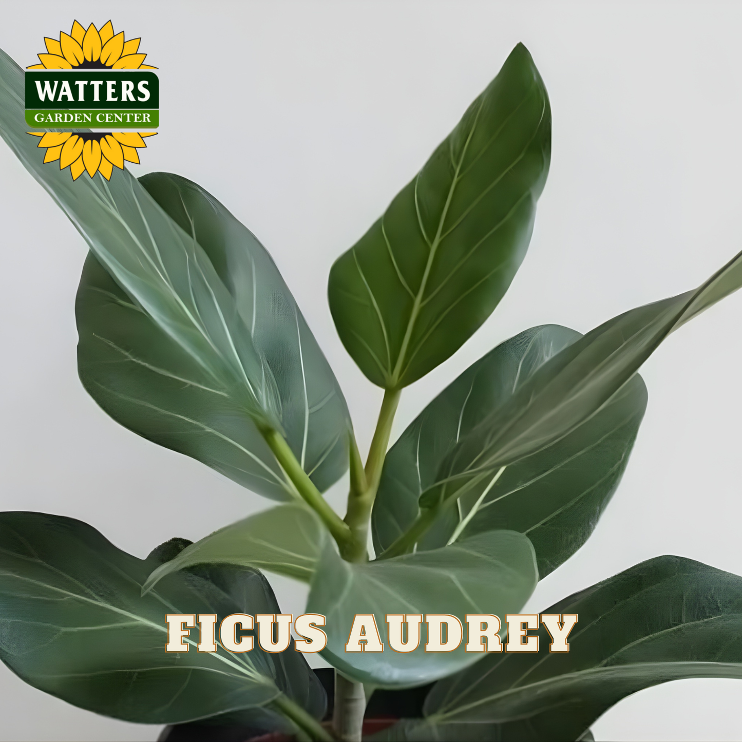 Ficus Audrey plant with Watters Garden Center logo on a light gray background
