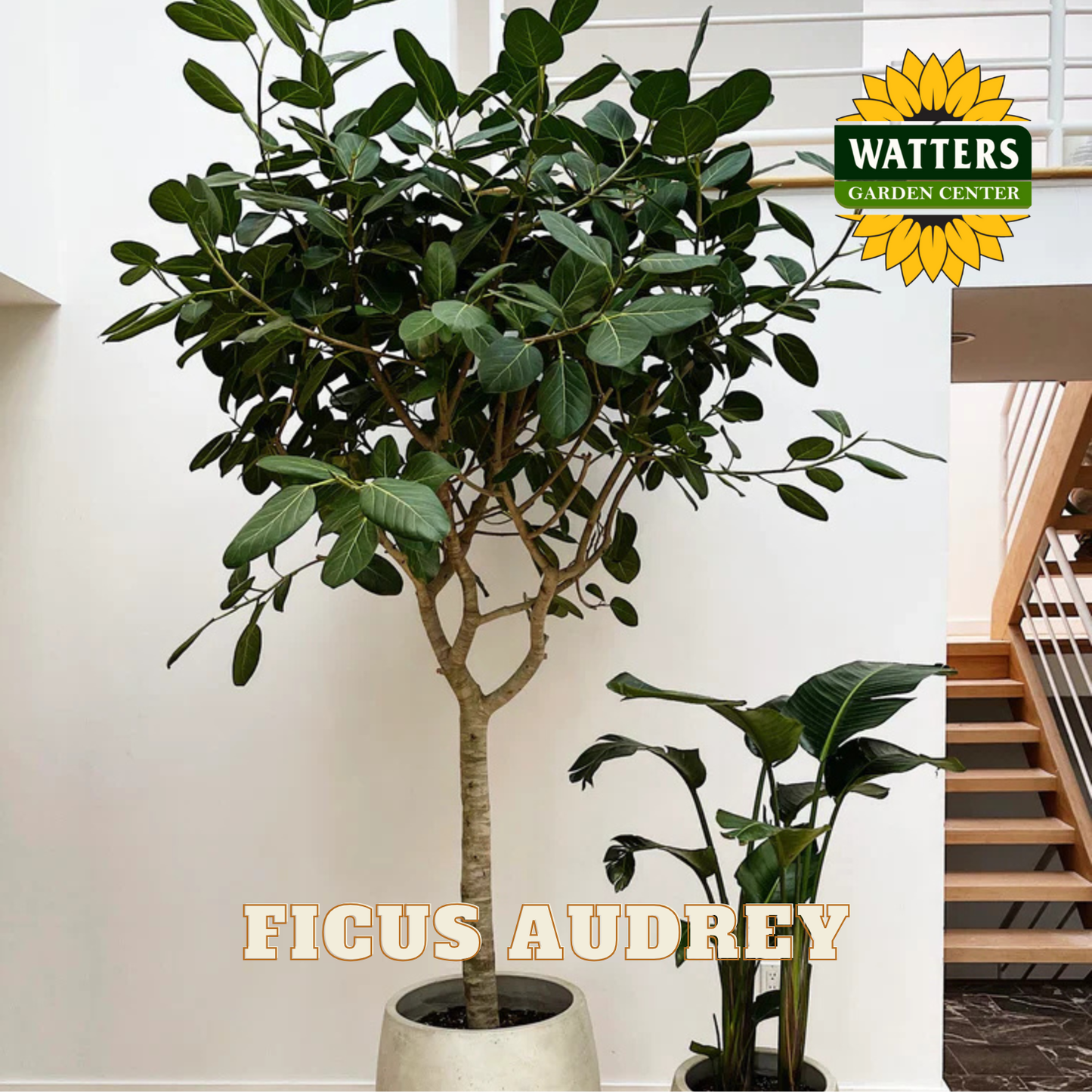 Potted Ficus Audrey plant with Watters Garden Center logo in the corner.
