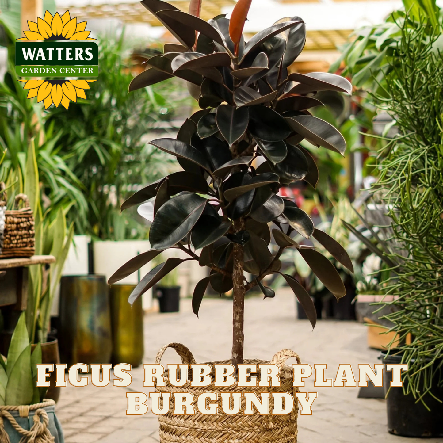 Ficus rubber plant burgundy in a basket with Watters Garden Center branding.
