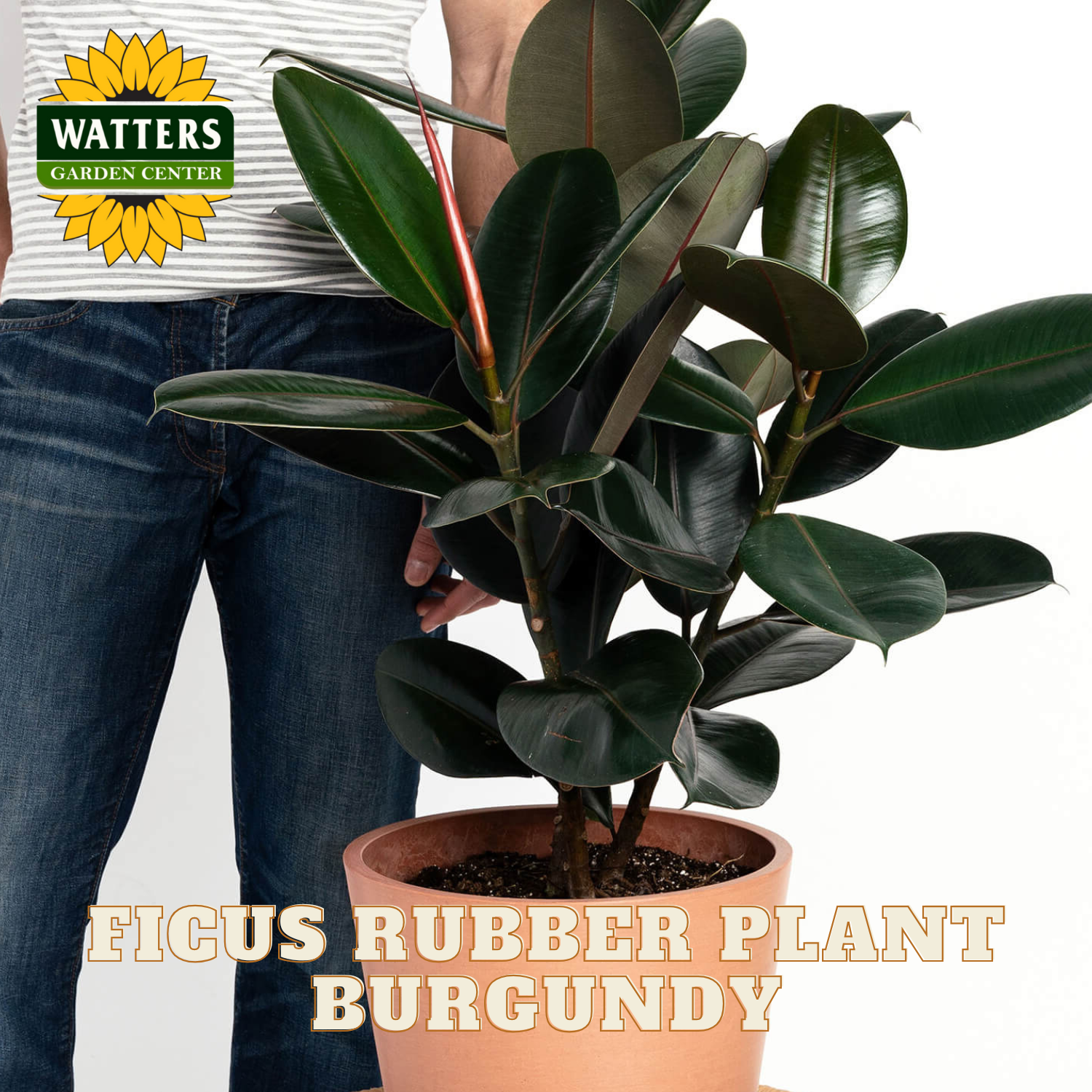 Potted Ficus Rubber Plant Burgundy with a person holding it, Watters Garden Center logo visible