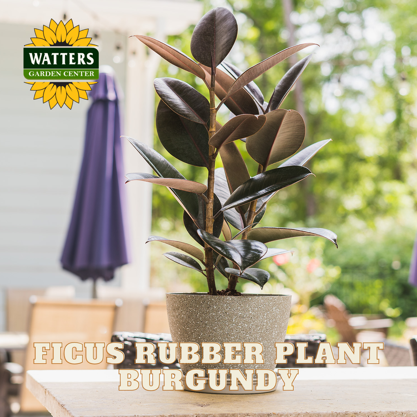 Ficus rubber plant in a pot with Watters Garden Center branding in an outdoor setting.