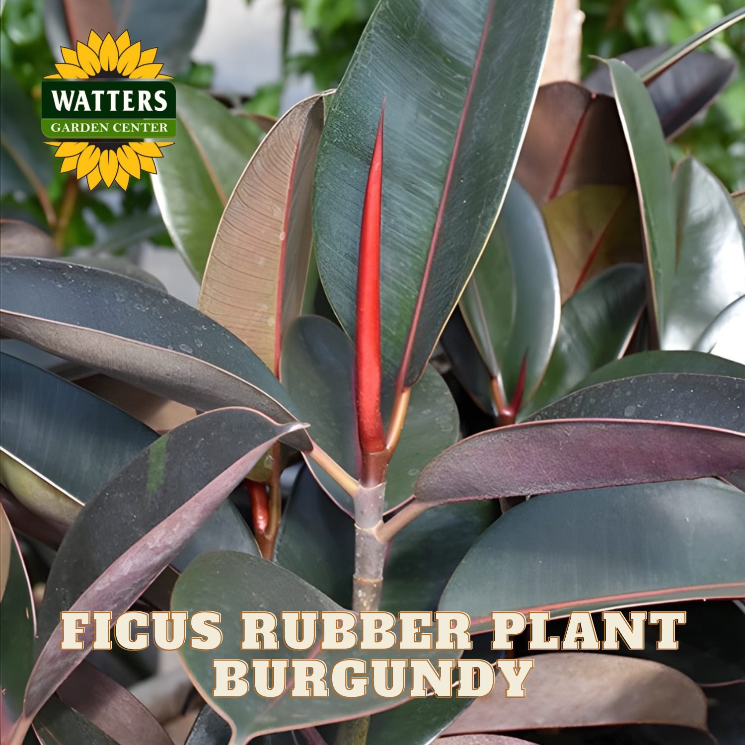 Ficus rubber plant with burgundy leaves and red flower spikes, branded with Watters Garden Center.