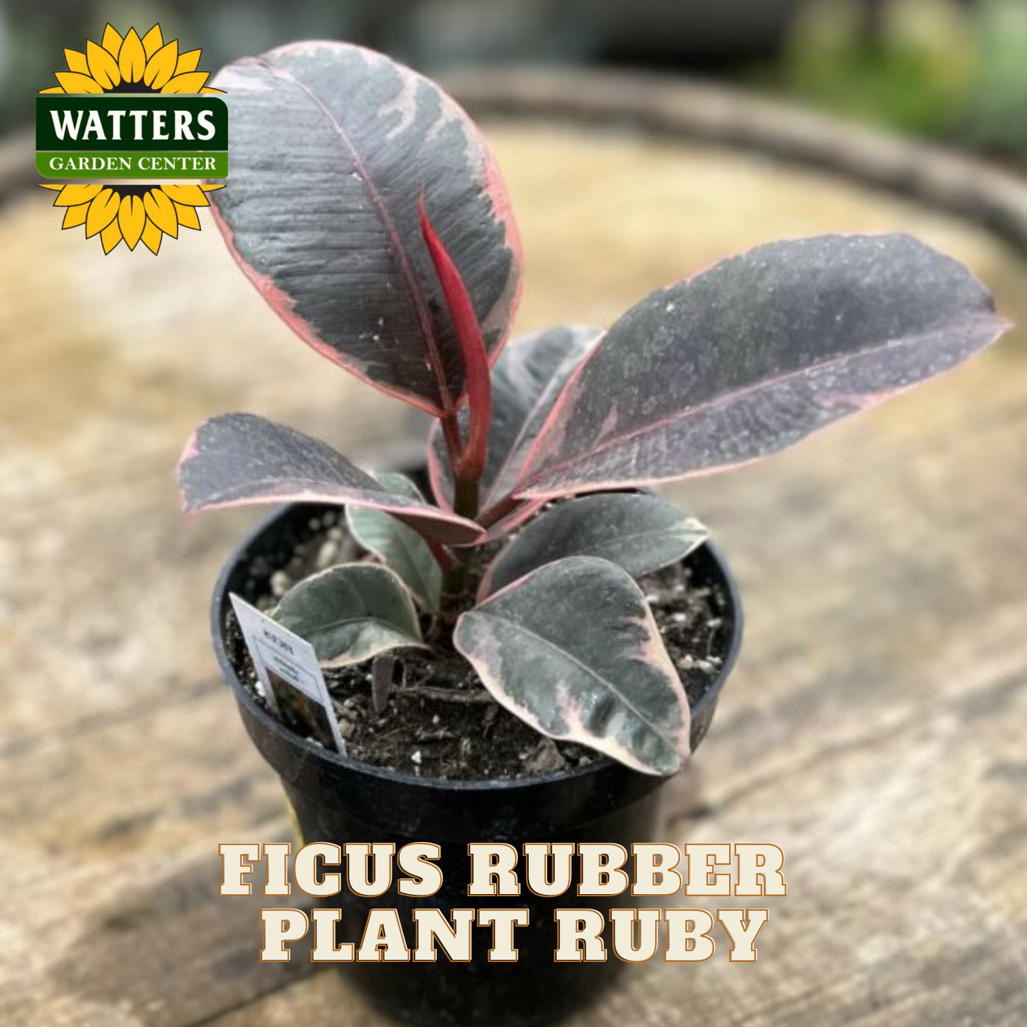 Ficus Rubber Plant Ruby in a pot with Watters Garden Center logo.