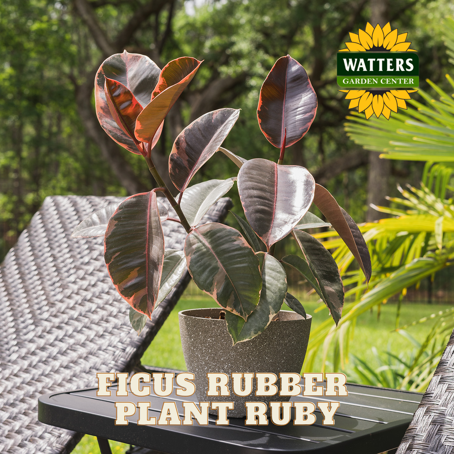 Ficus Rubber Plant Ruby on a table with Watters Garden Center branding in the background.