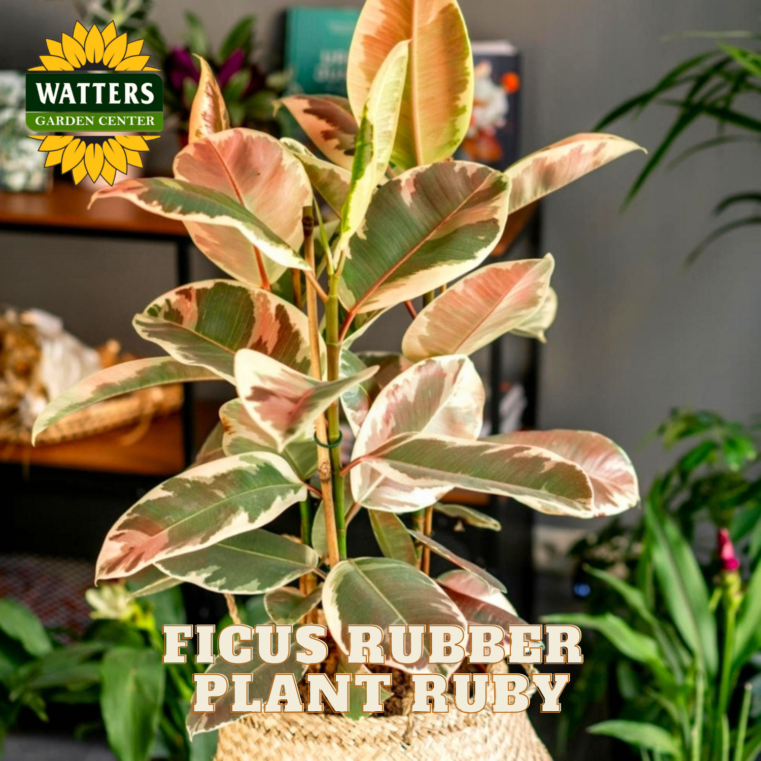 Ficus Rubber Plant Ruby with Watters Garden Center branding in the background