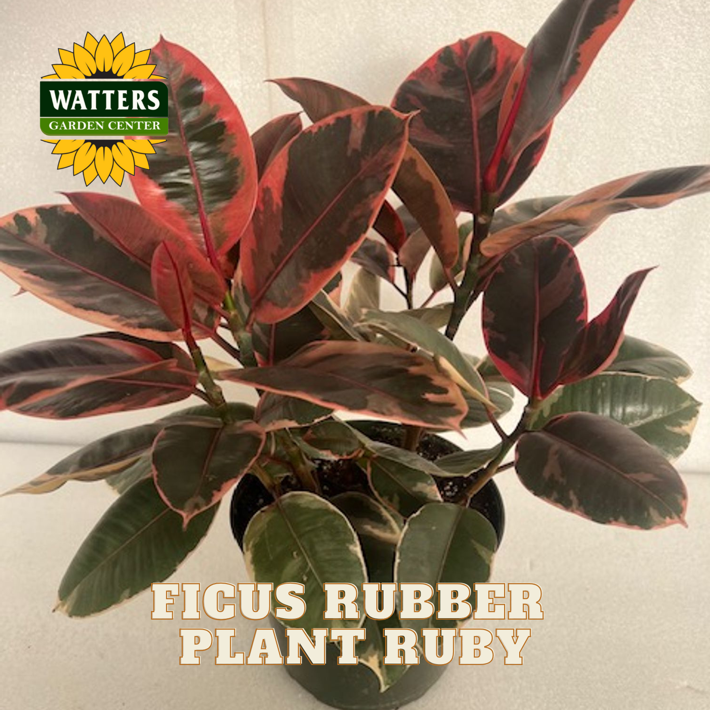 Ficus Rubber Plant Ruby with Watters Garden Center logo on a light background