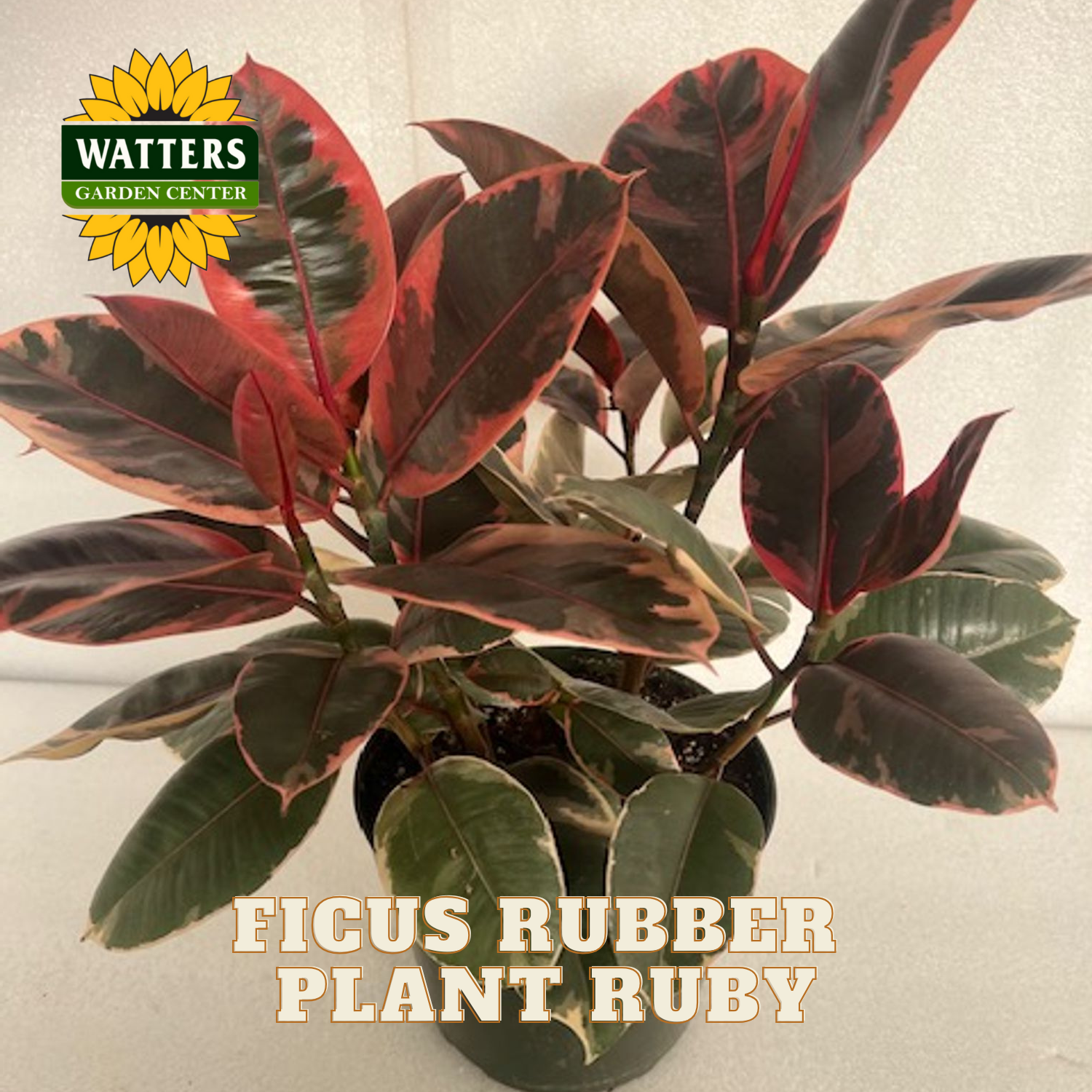 Ficus Rubber Plant Ruby with Watters Garden Center logo on a light background