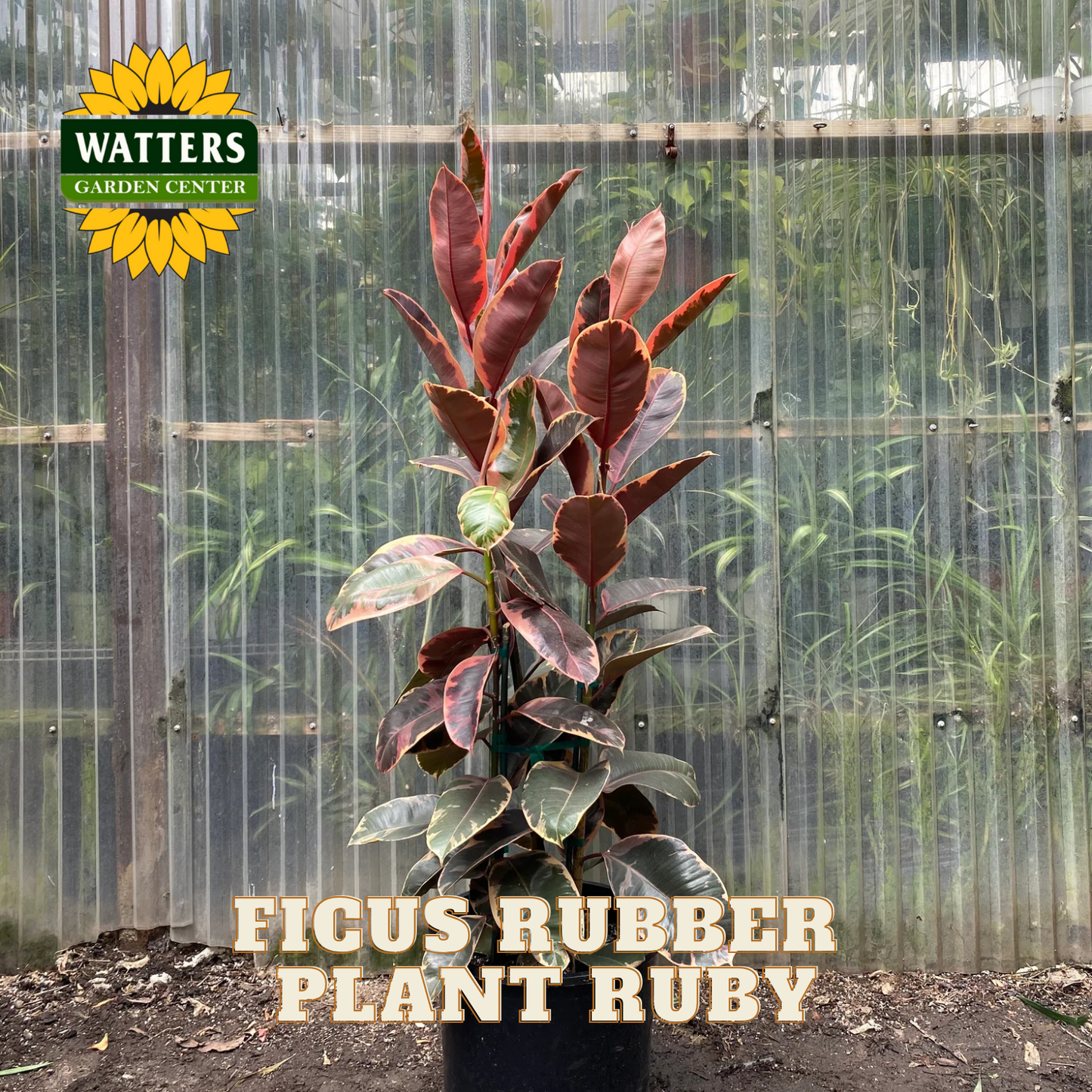 Ficus Rubber Plant Ruby with Watters Garden Center logo in a greenhouse setting