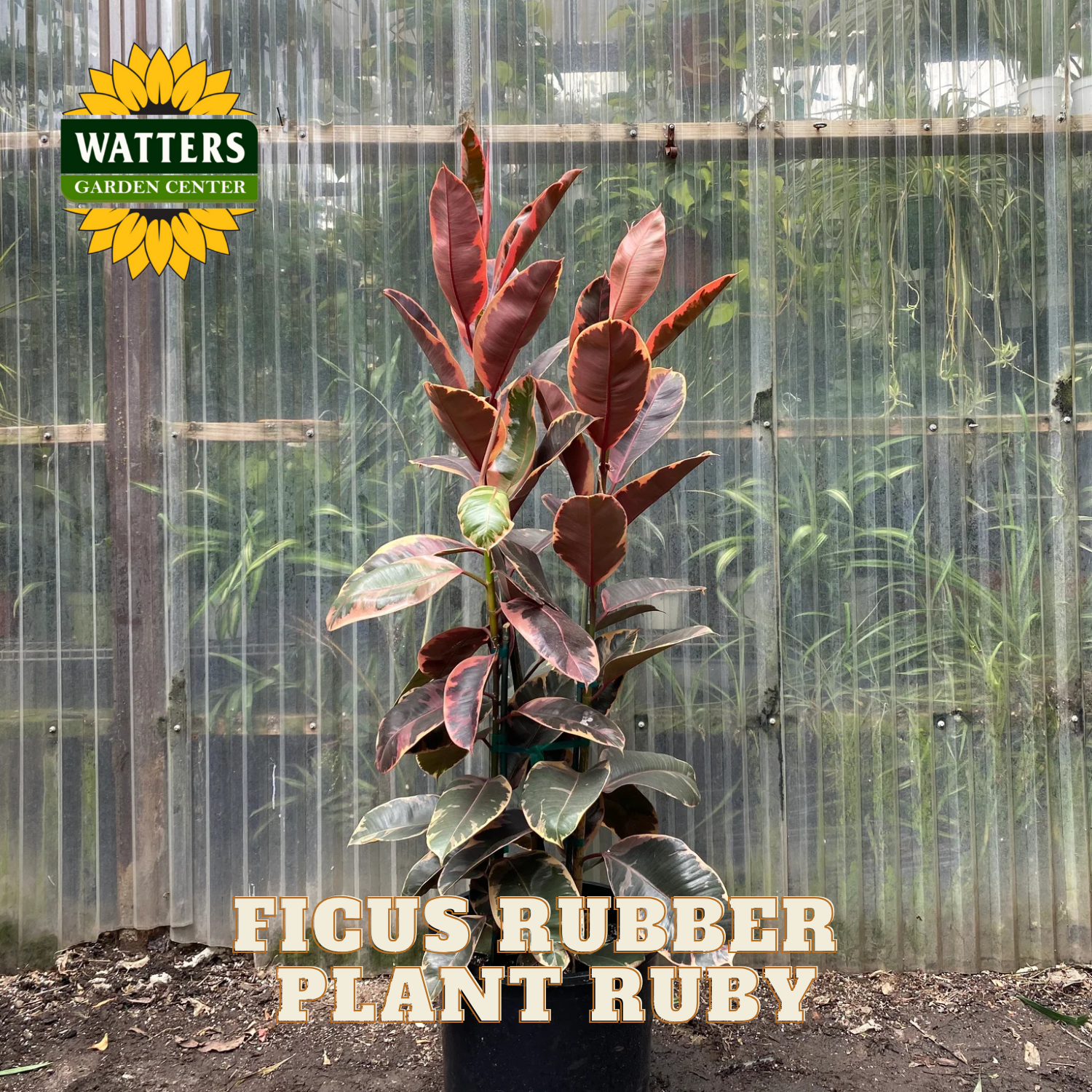 Ficus Rubber Plant Ruby with Watters Garden Center logo in a greenhouse setting