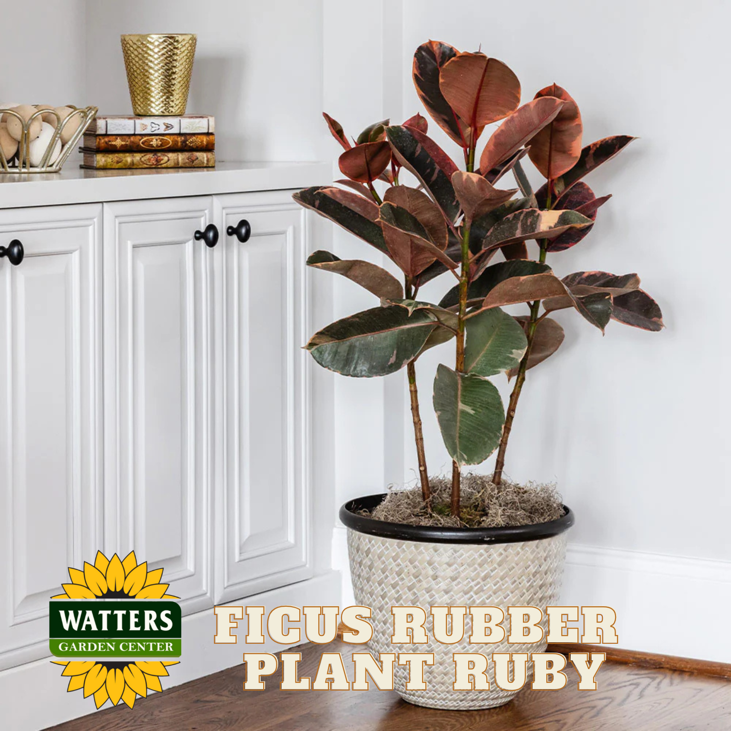 Ficus Rubber Plant Ruby in a pot on a wooden floor with Watters Garden Center logo.
