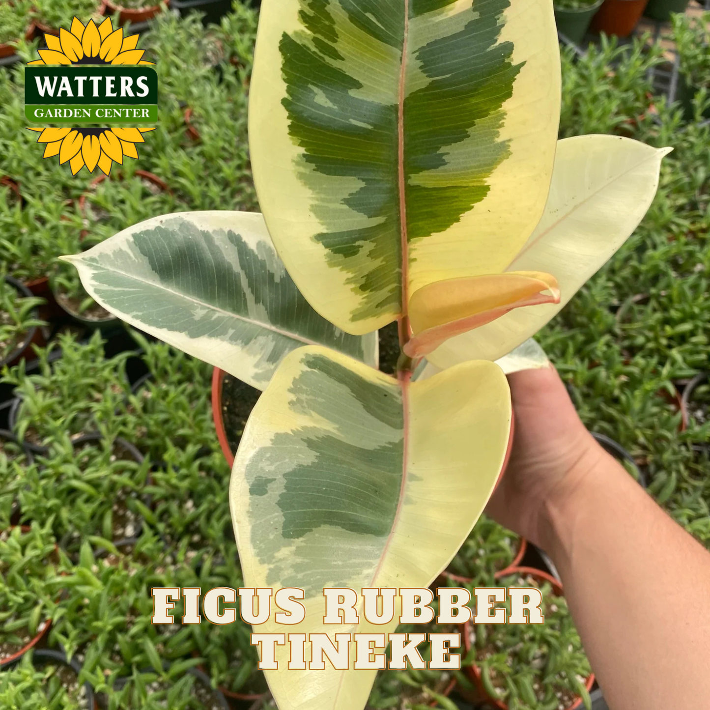 Ficus Rubber Tineke plant held by a hand with Watters Garden Center logo.