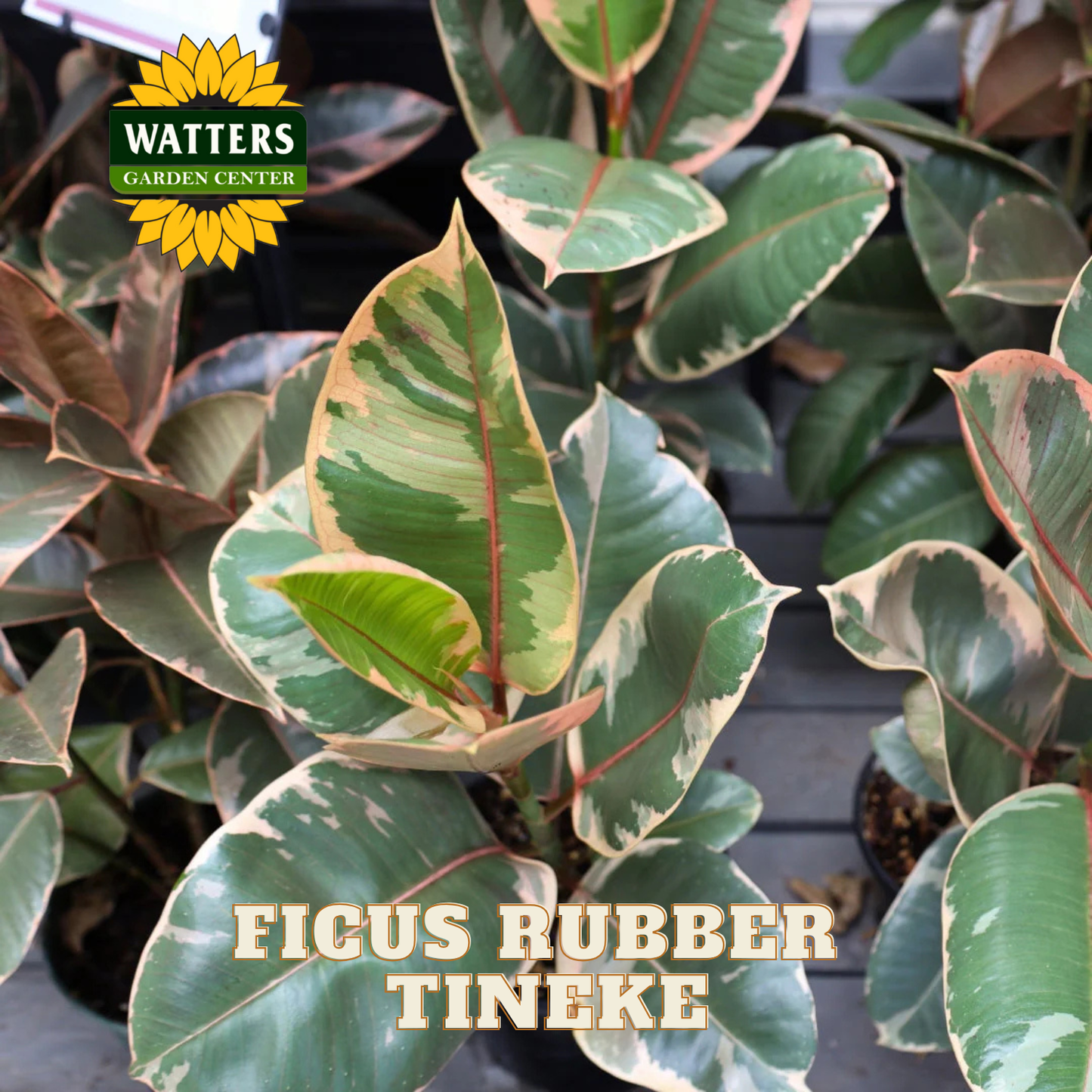 Ficus Rubber Tineke plant with Watters Garden Center logo