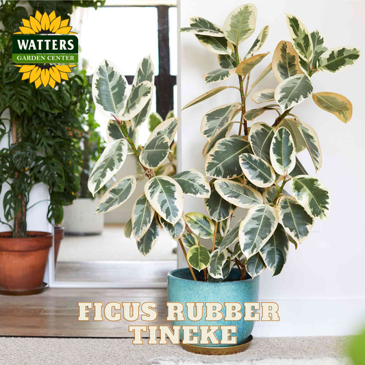 Potted Ficus Rubber Tineke plant with Watters Garden Center branding.