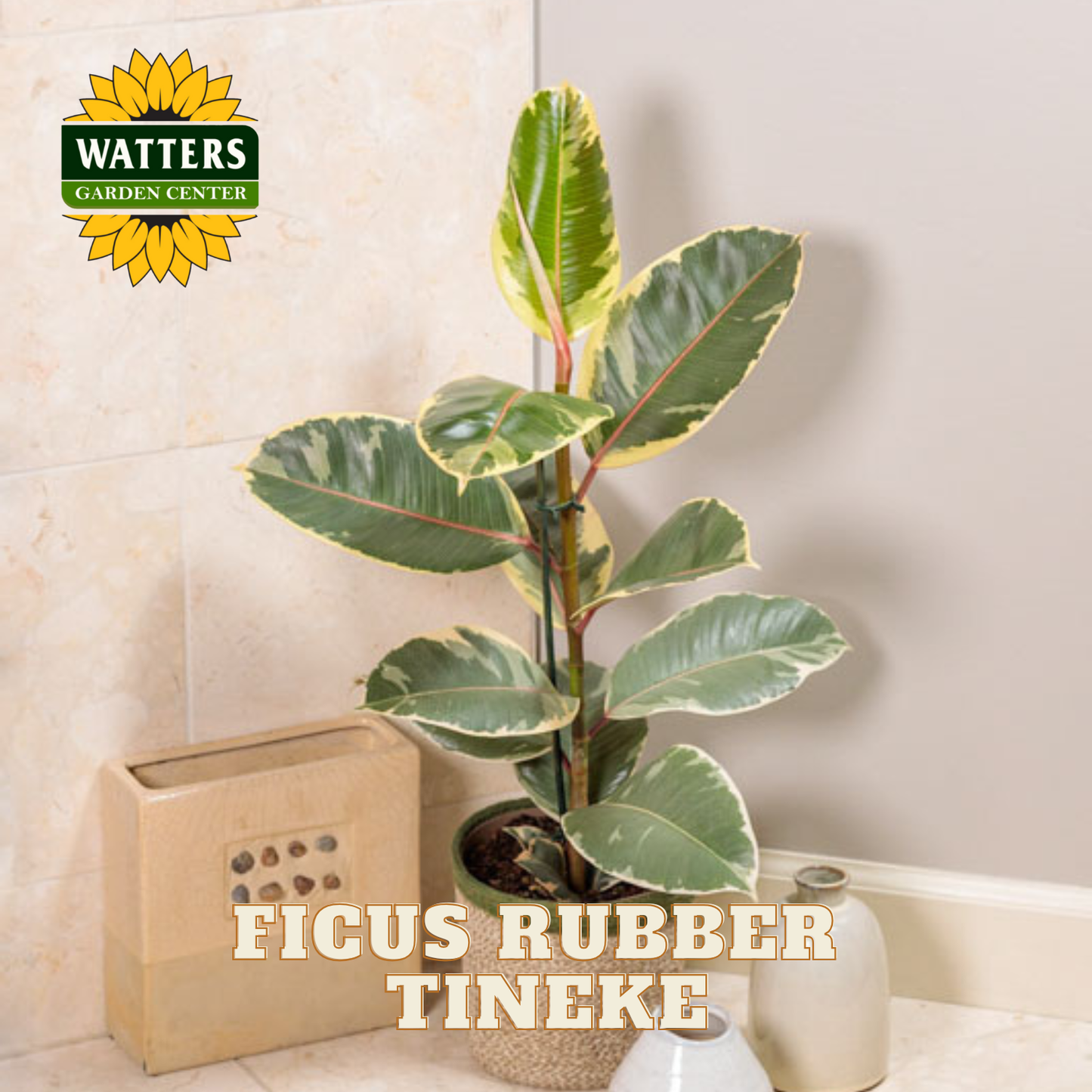 Ficus rubber plant in a pot with Watters Garden Center logo on a neutral background
