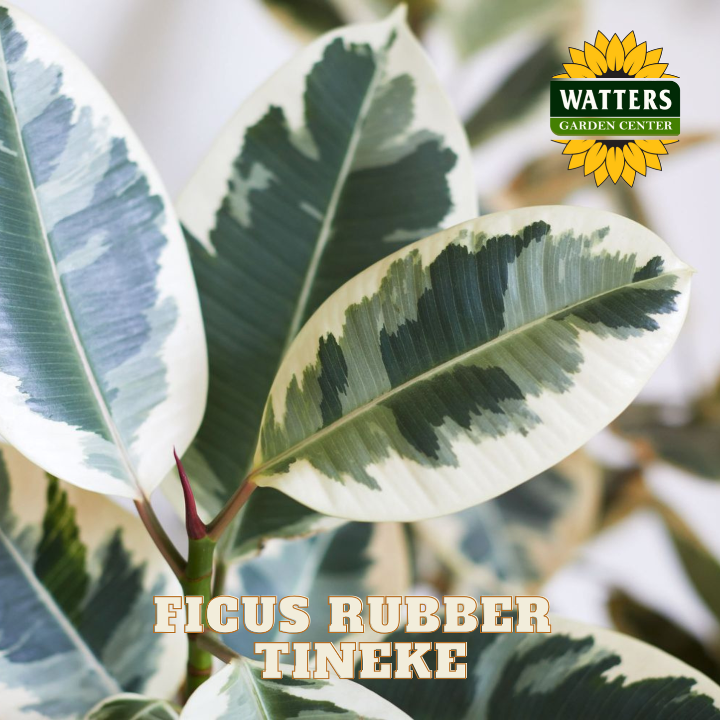 Ficus rubber plant with variegated leaves and Watters Garden Center logo.