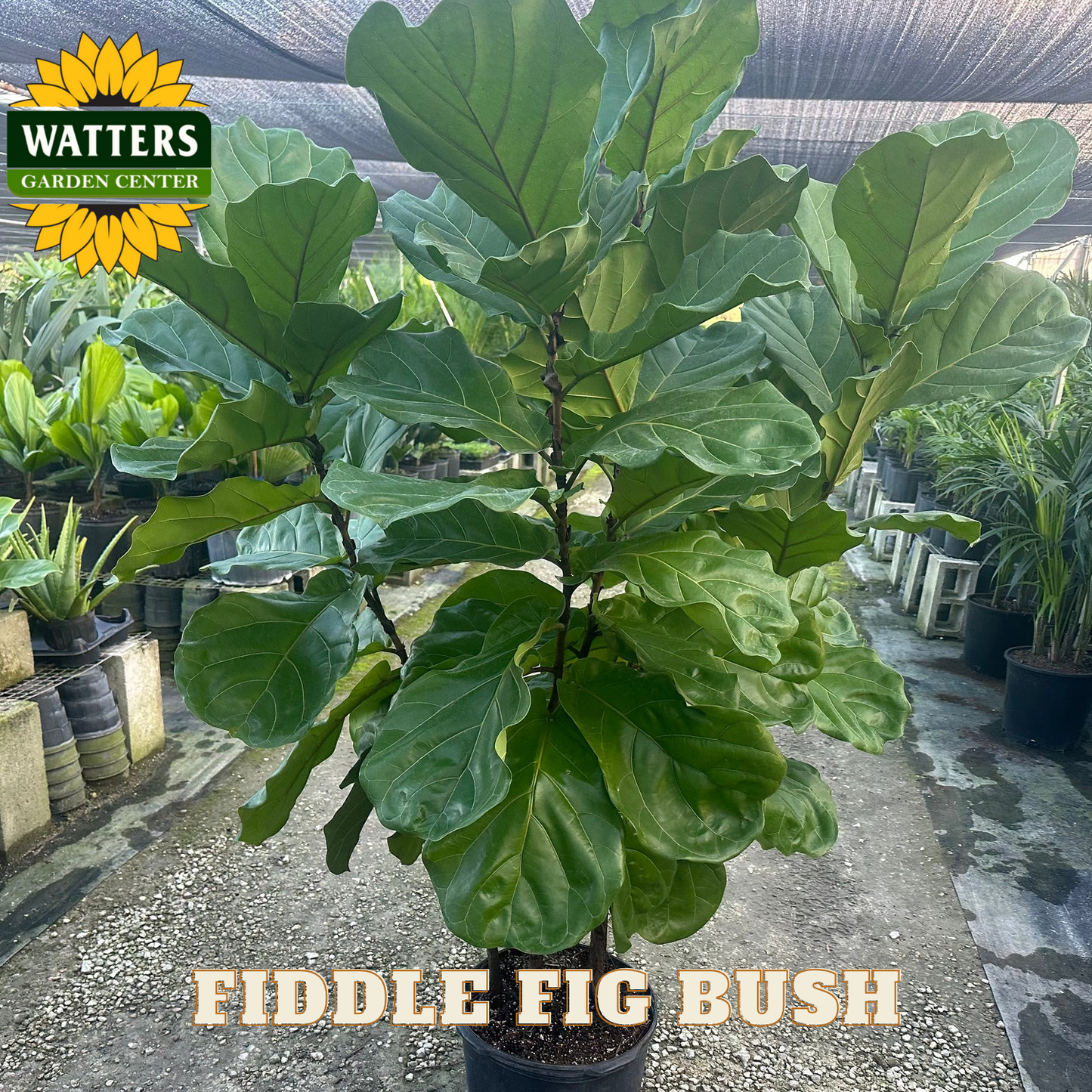 Fiddle fig bush plant in a pot with Watters Garden Center branding in the background.