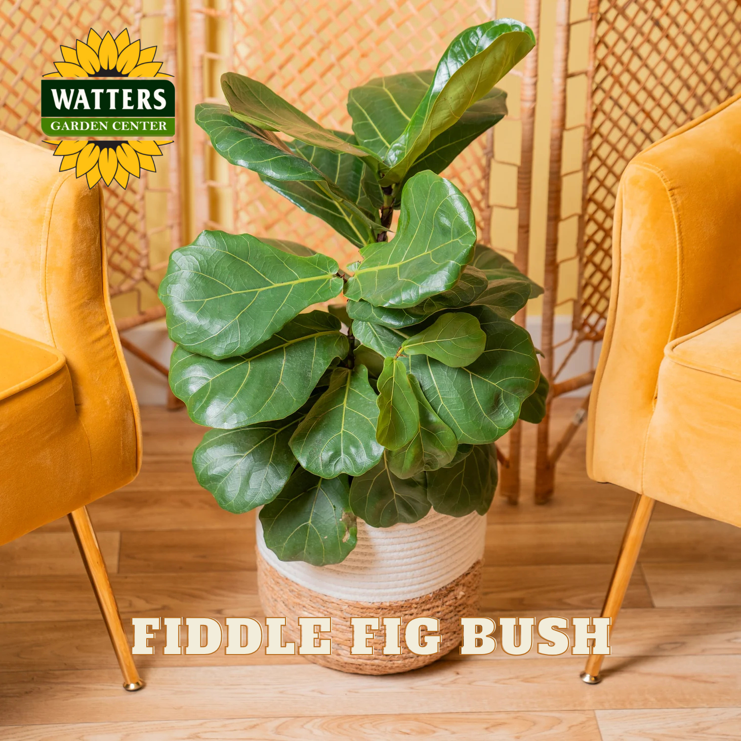 Potted fiddle fig bush in a room with yellow chairs and Watters Garden Center logo.