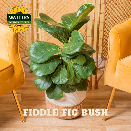 Potted fiddle fig bush in a room with yellow chairs and Watters Garden Center logo.