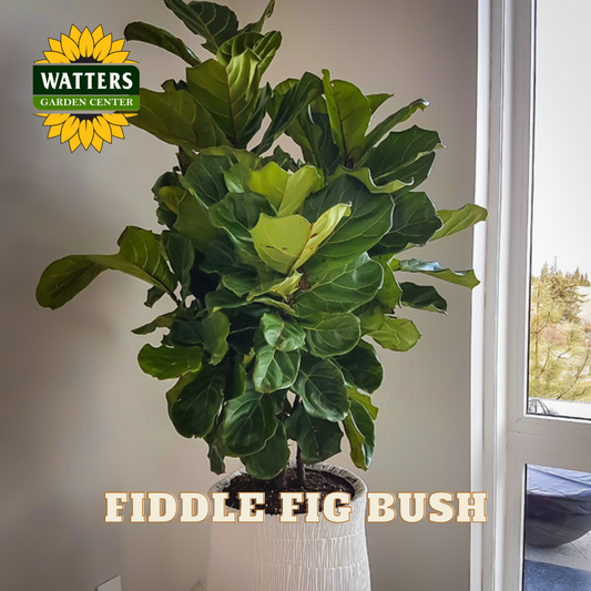 Fiddle fig bush in a pot with Watters Garden Center logo