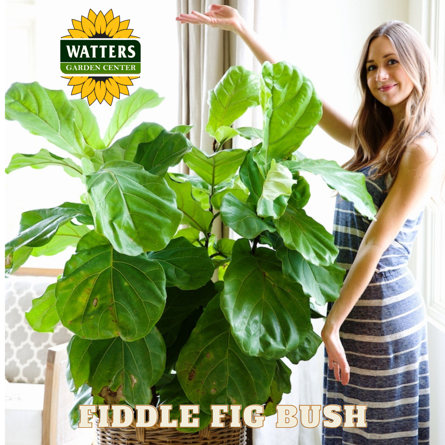 Woman holding a large fiddle leaf fig plant with Watters Garden Center branding.
