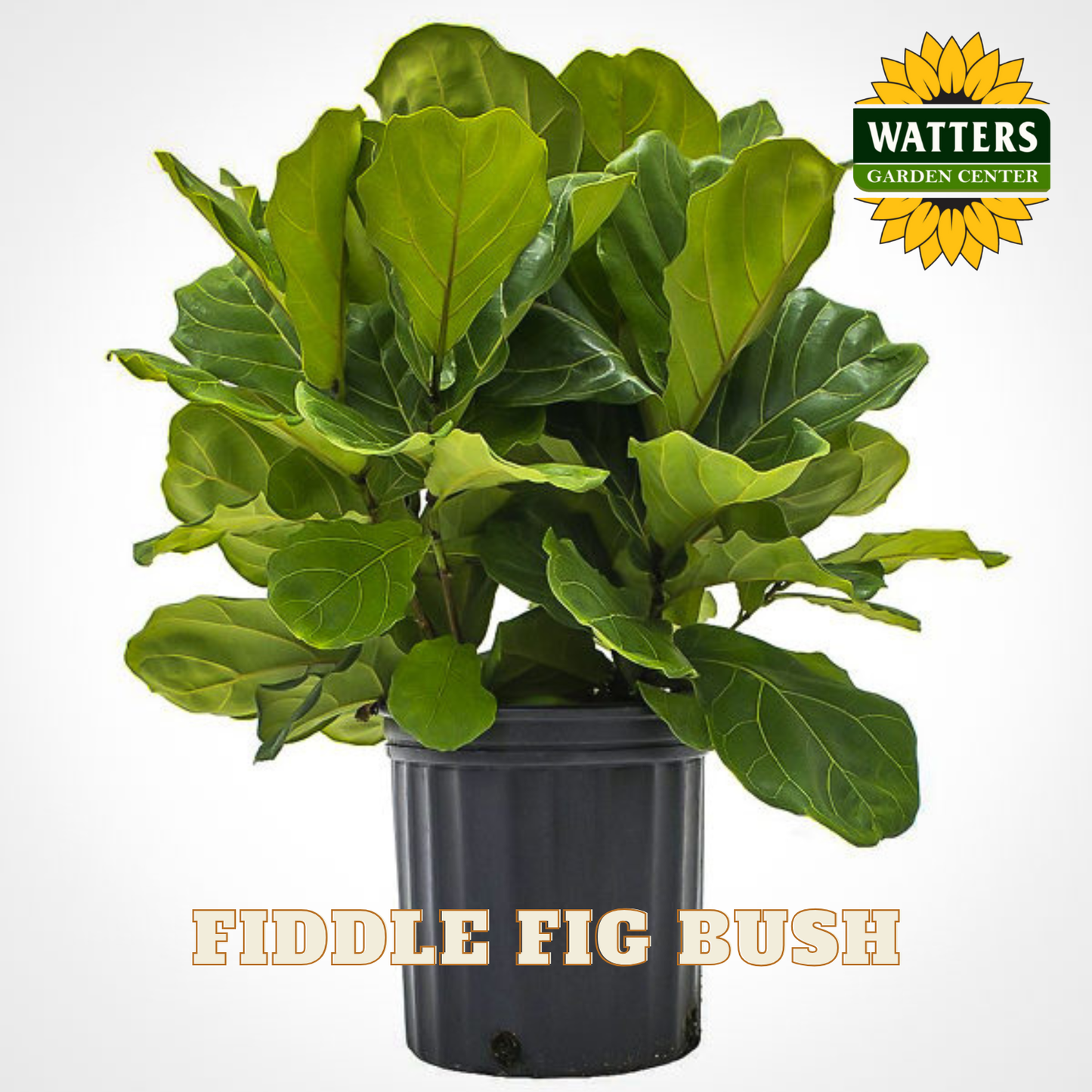 Potted fiddle fig bush with Watters Garden Center logo on a white background