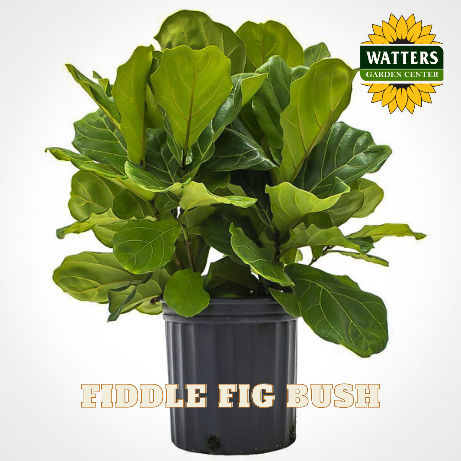Potted fiddle fig bush with Watters Garden Center logo on a white background