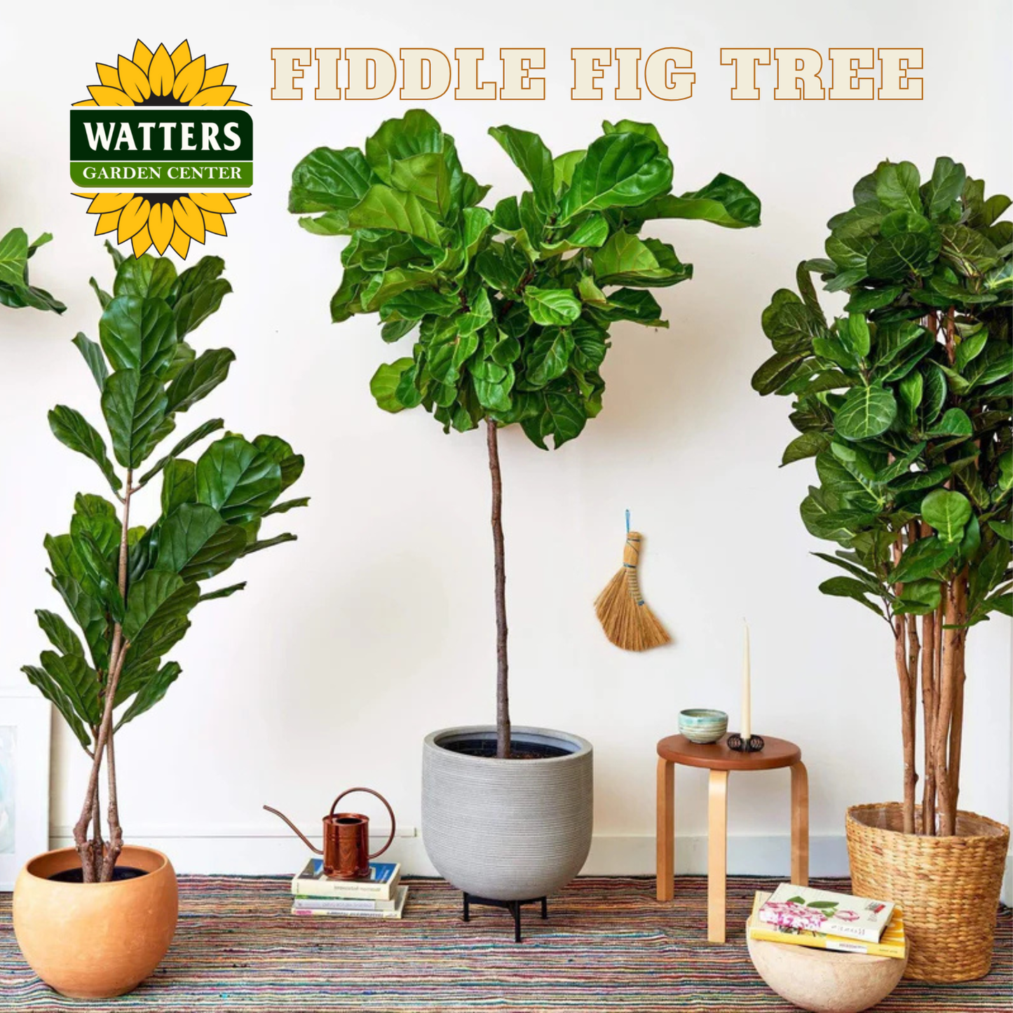 Fiddle fig trees in pots on a wooden floor with Watters Garden Center logo.