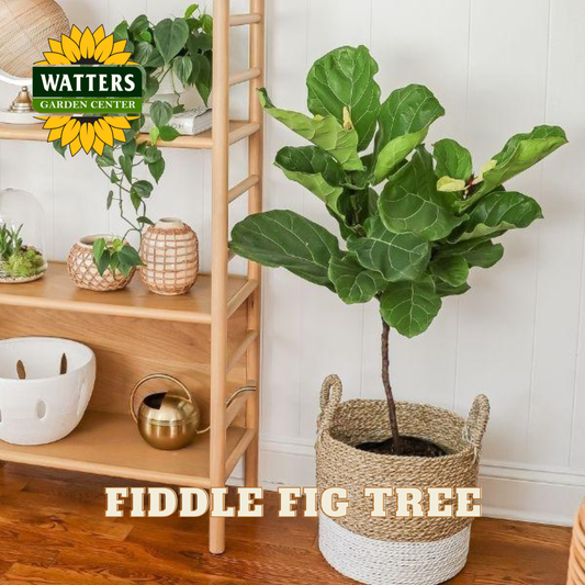Potted fiddle fig tree on a wooden floor with a shelf in the background, featuring Watters Garden Center branding.