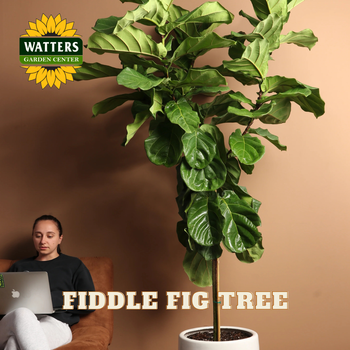 Potted fiddle fig tree with a person using a laptop in the background, Watters Garden Center logo visible.
