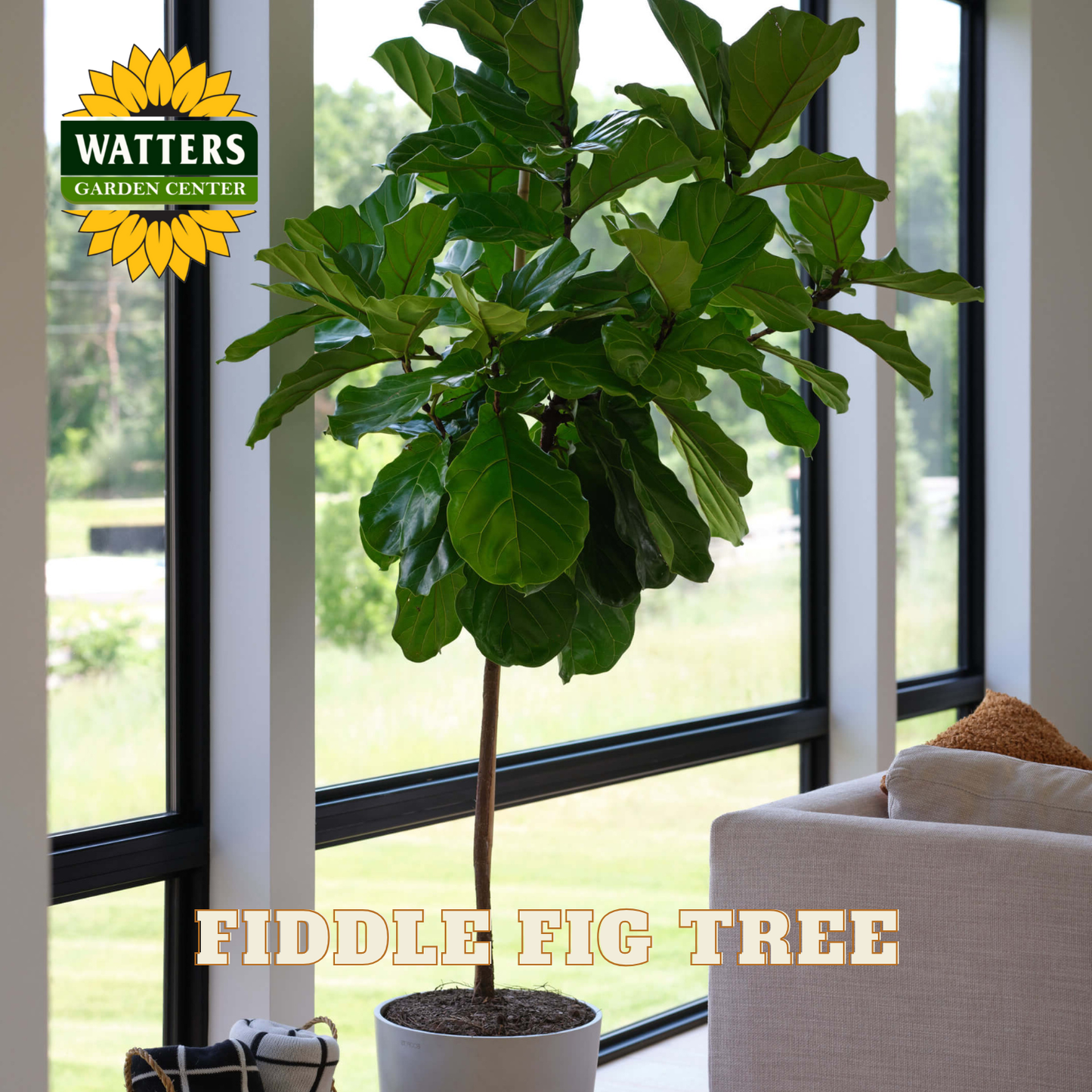 Potted fiddle fig tree in a room with large windows, Watters Garden Center logo visible