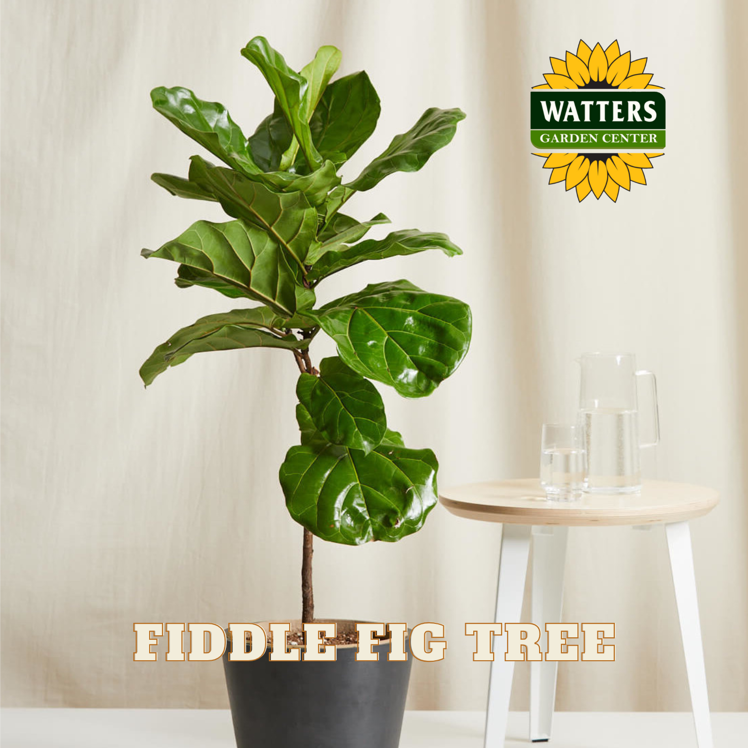 Potted fiddle leaf fig tree on a table with Watters Garden Center logo above.