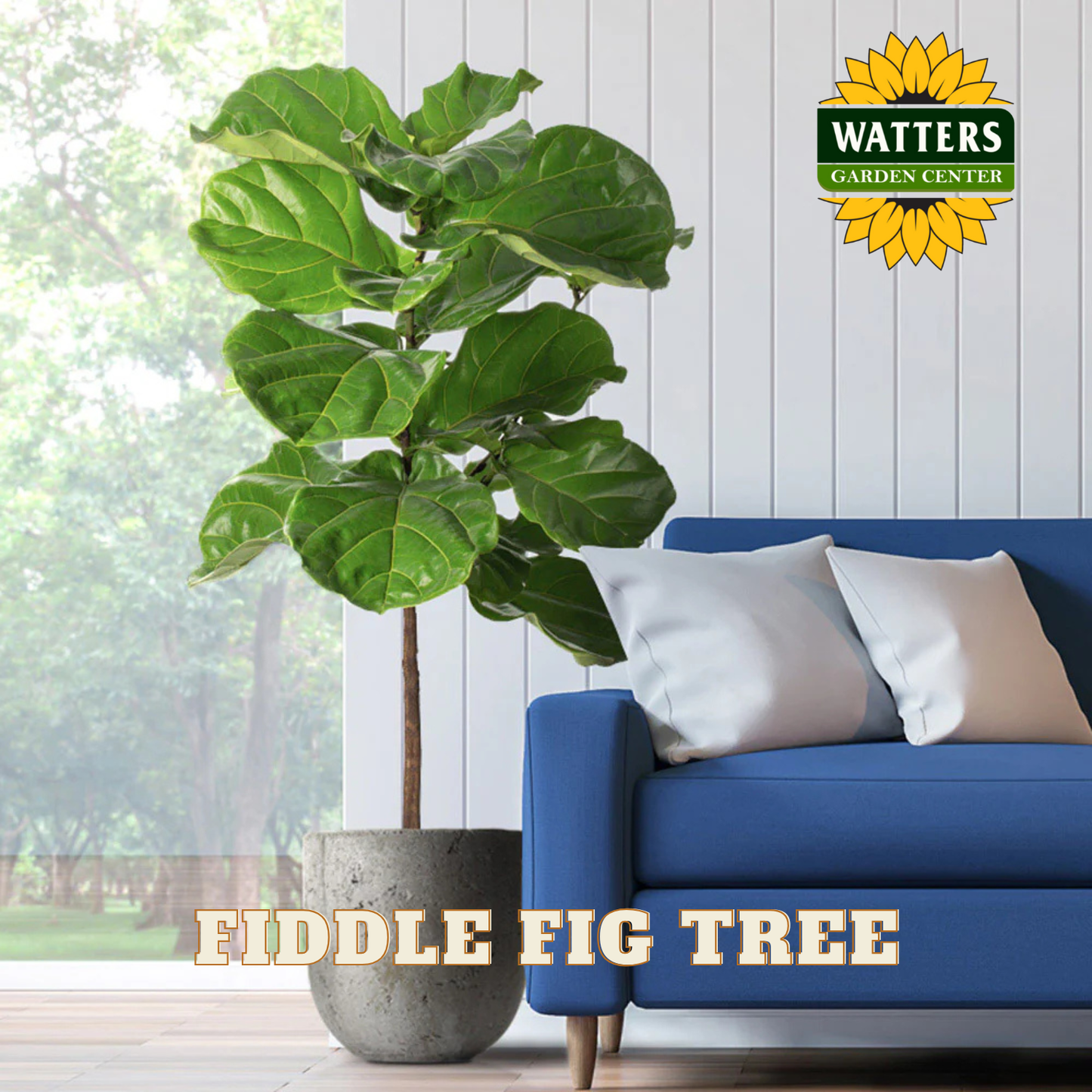 FIDDLE FIG TREE 14 IN.