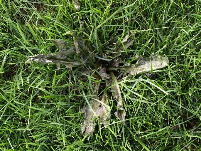 LAWN WEED KILLER READY TO USE 32oz