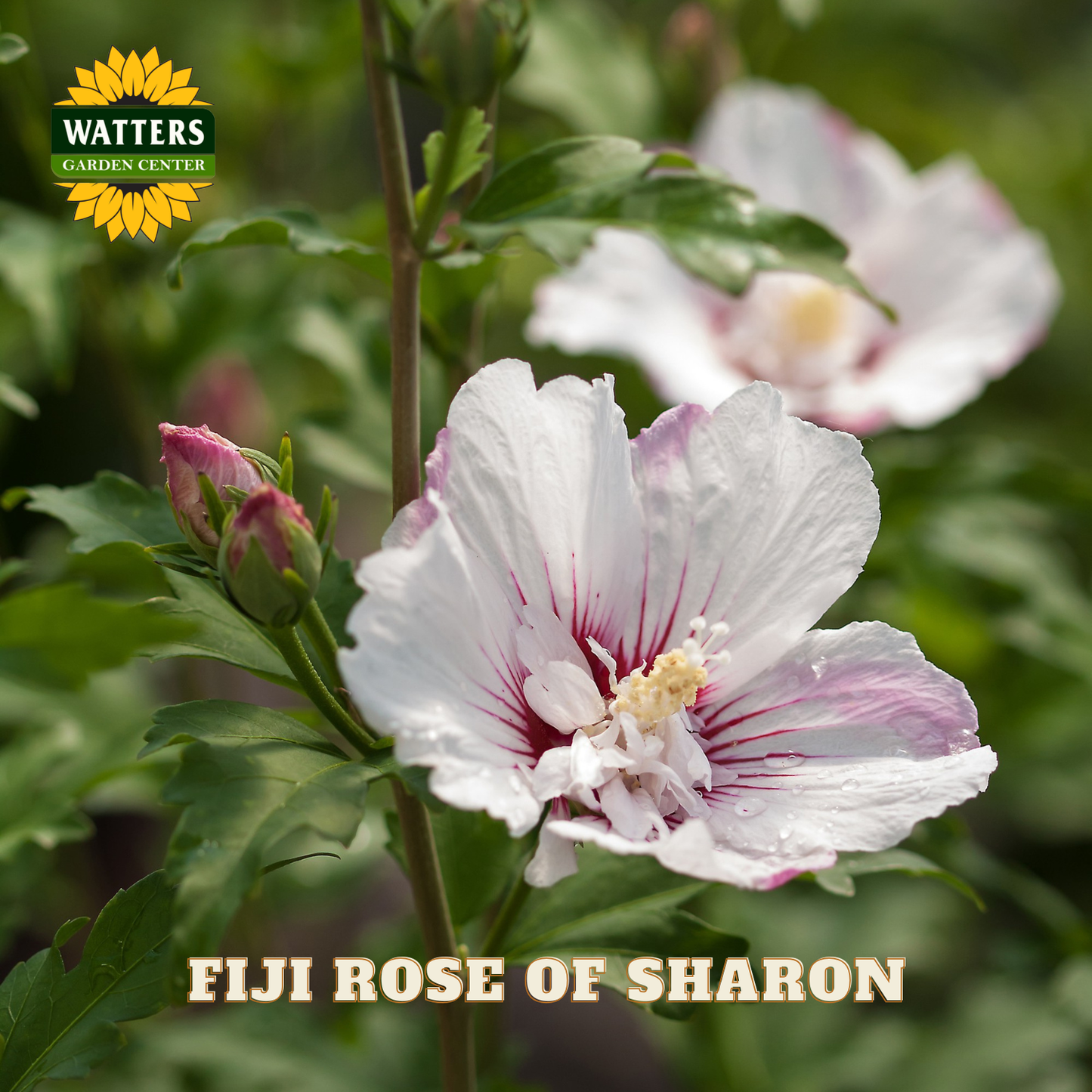 White flower with pink center and green leaves, labeled 'Fiji Rose of Sharon' with Watters Garden Center logo.