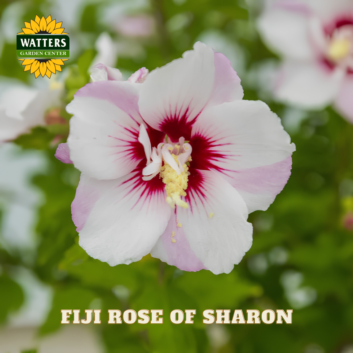 White and pink flower with red center, labeled 'Fiji Rose of Sharon', on a blurred green background with Watters Garden Center logo.