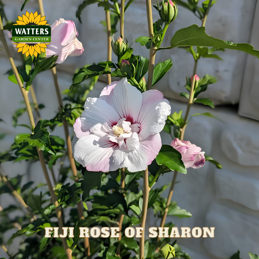 Pink and white flower with green leaves, labeled 'Fiji Rose of Sharon' and 'Watters Garden Center'.