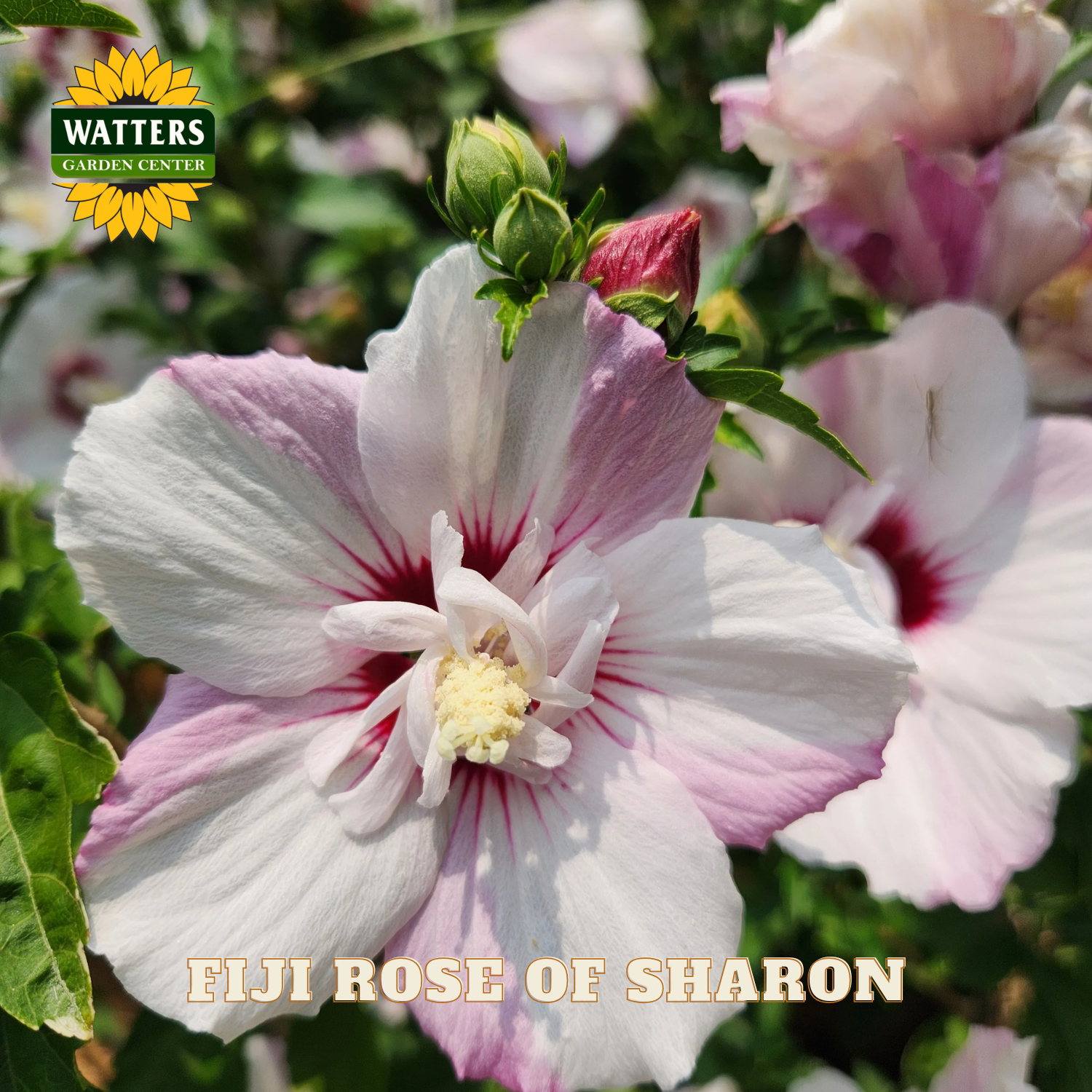 Pink and white flower with 'Watters Garden Center' logo and 'Elji Rose of Sharon' text.
