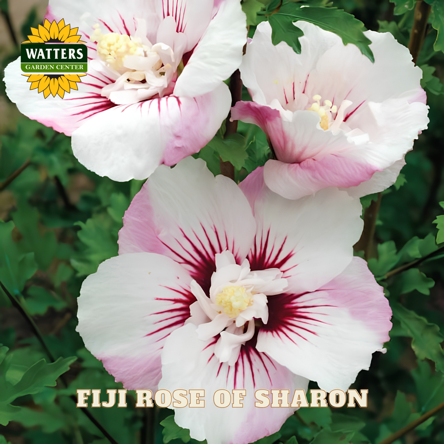 Pink and white flowers with red centers on a green leafy background, featuring Watters Garden Center logo.