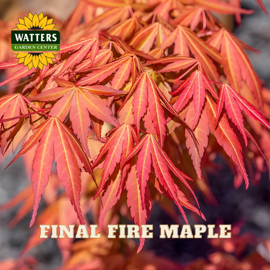 Red maple leaves with Watters Garden Center logo and 'Final Fire Maple' text.