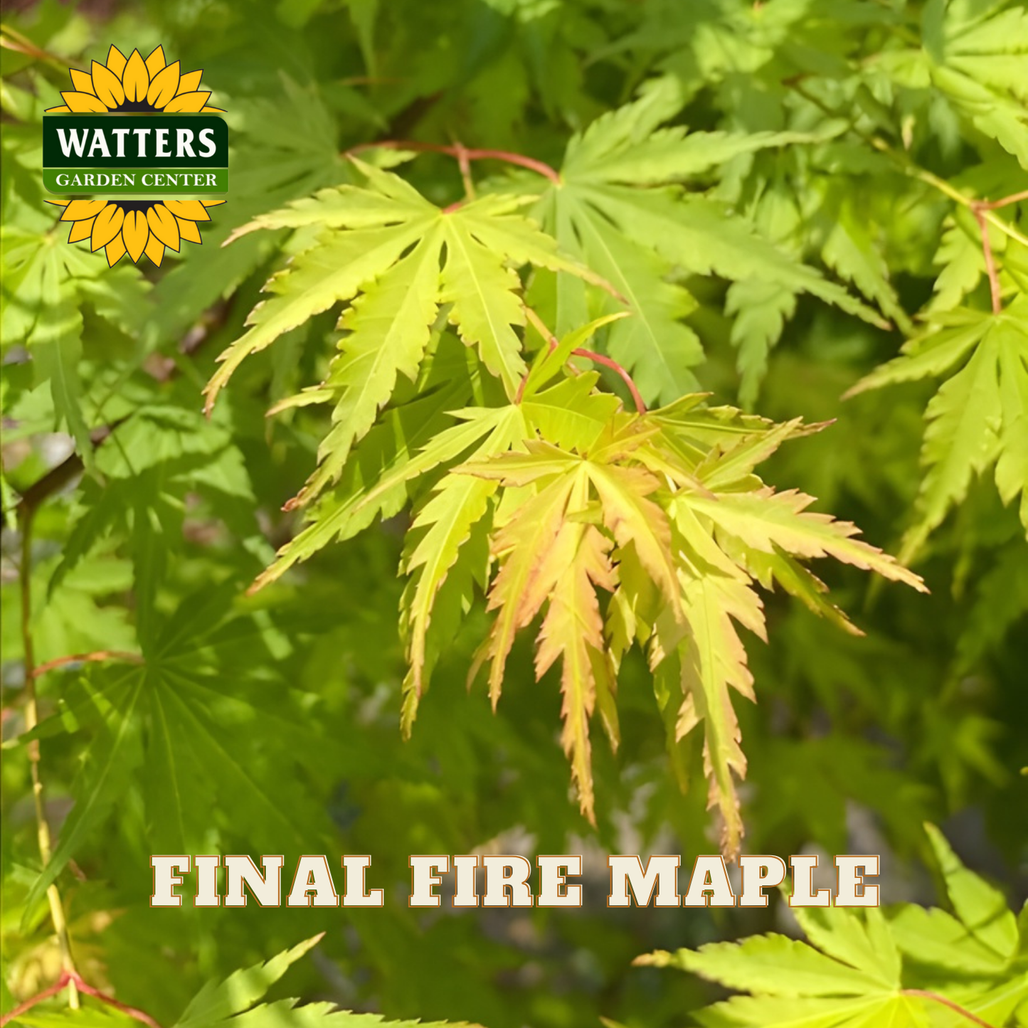 Final Fire Maple leaves with Watters Garden Center logo