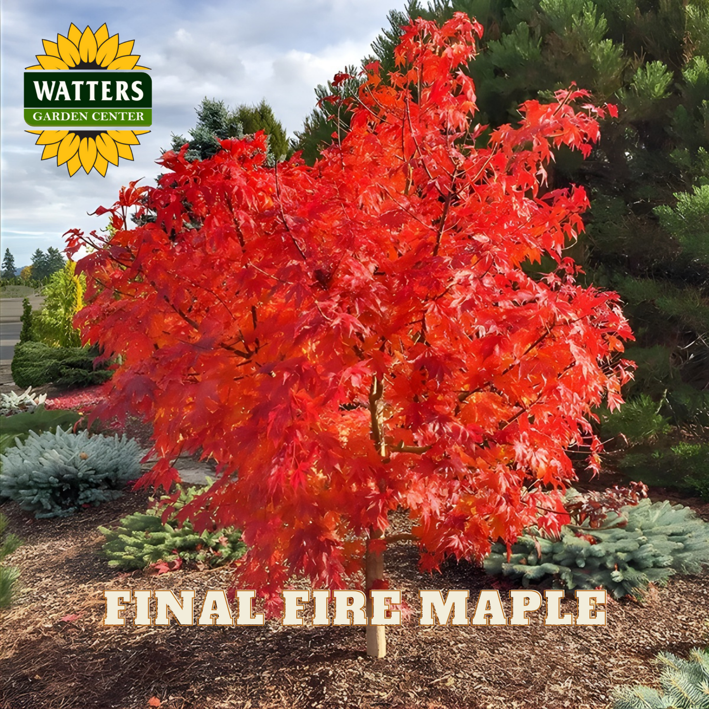 Red maple tree with 'Watters Garden Center' logo and 'Final Fire Maple' text.