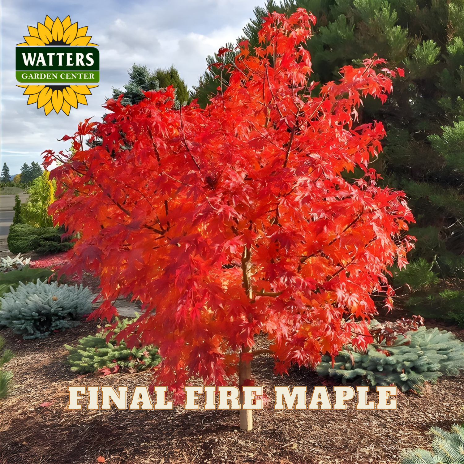 Red maple tree with 'Watters Garden Center' logo and 'Final Fire Maple' text.