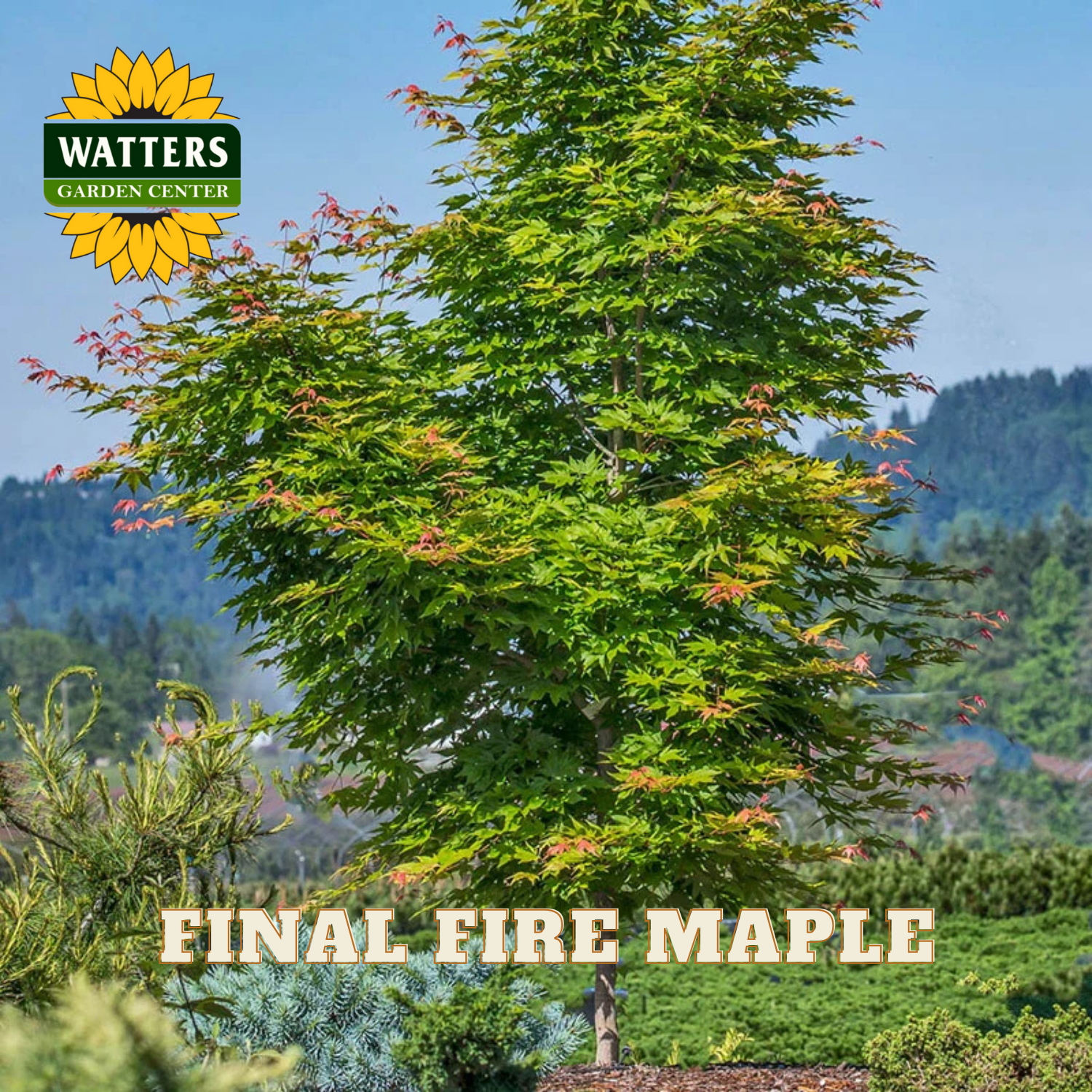 Tree with 'Final Fire Maple' label and Watters Garden Center logo in a natural setting.