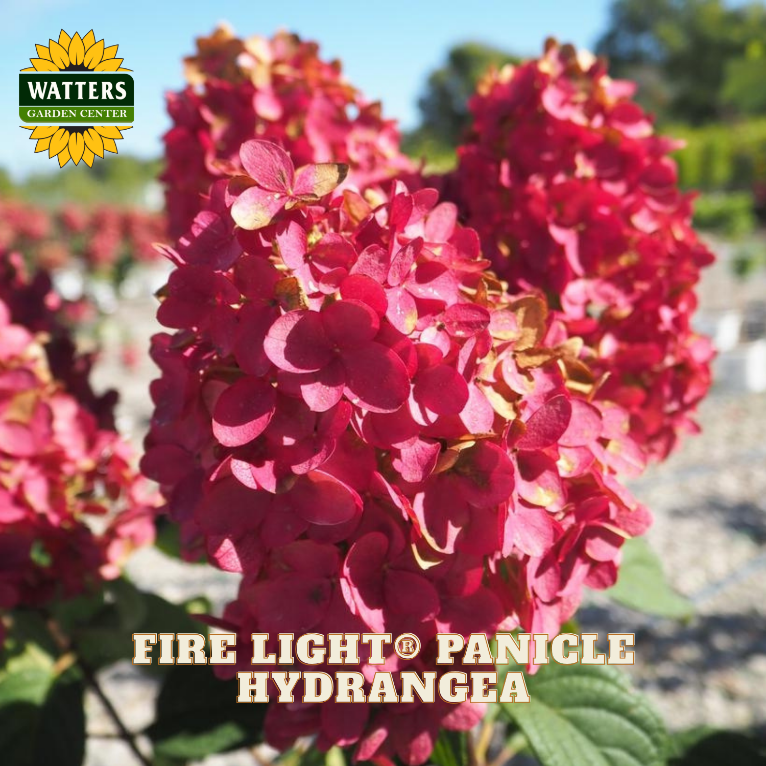 Fire Light Panicle Hydrangea with Watters Garden Center logo in the background