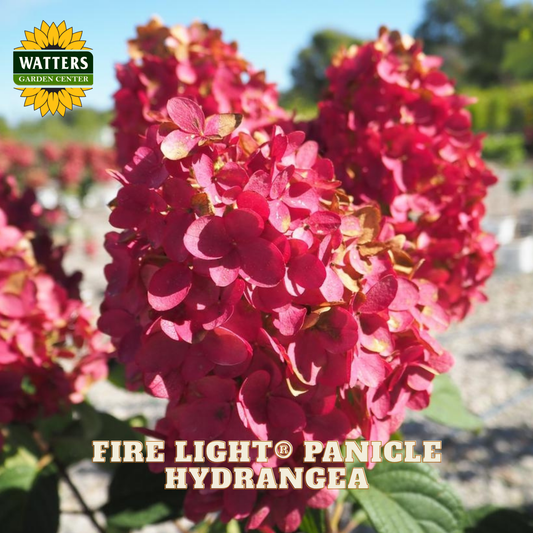 Fire Light Panicle Hydrangea with Watters Garden Center logo in the background