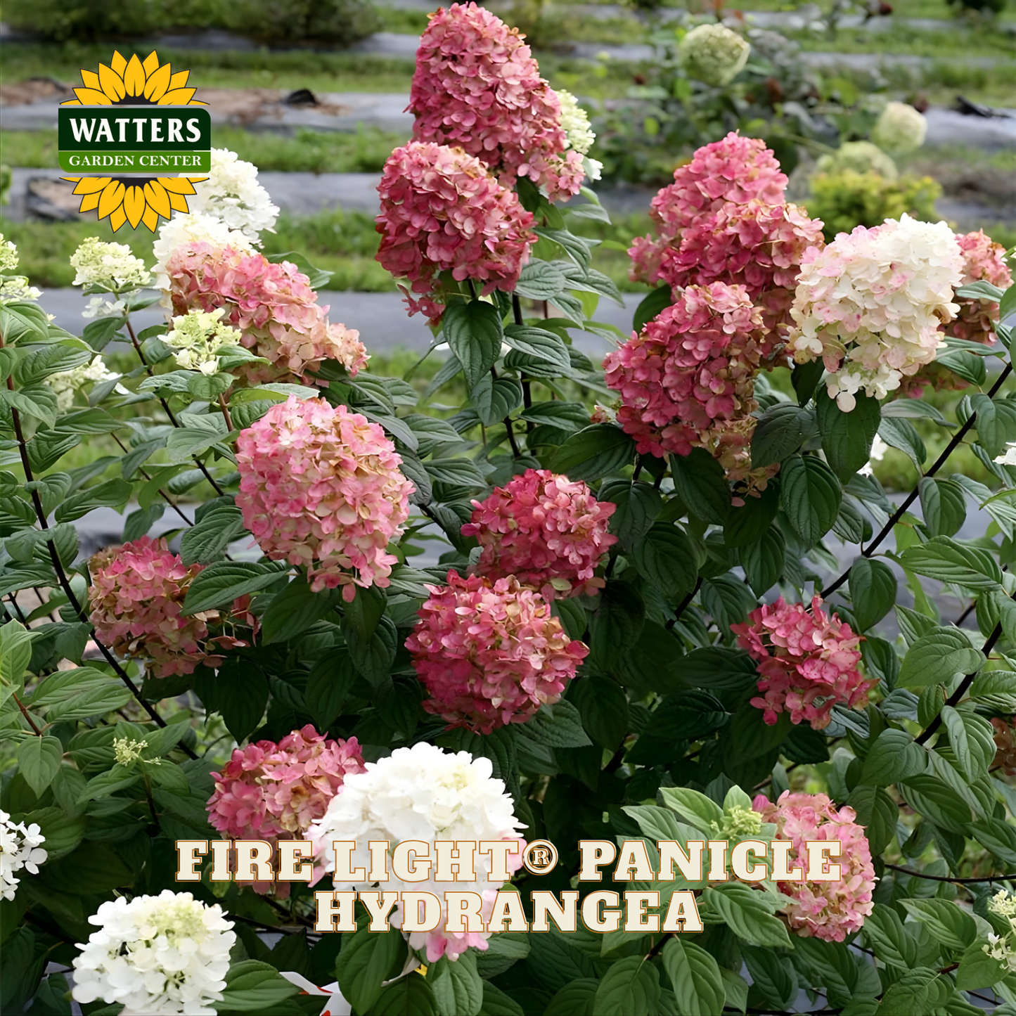 Fire Light Panicle Hydrangea with Watters Garden Center logo