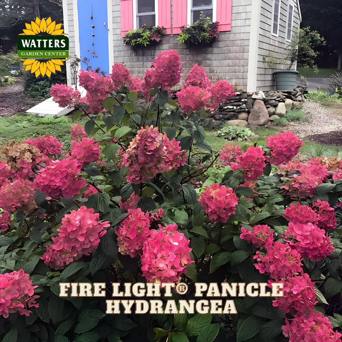 Pink hydrangea bush with Watters Garden Center logo in the background