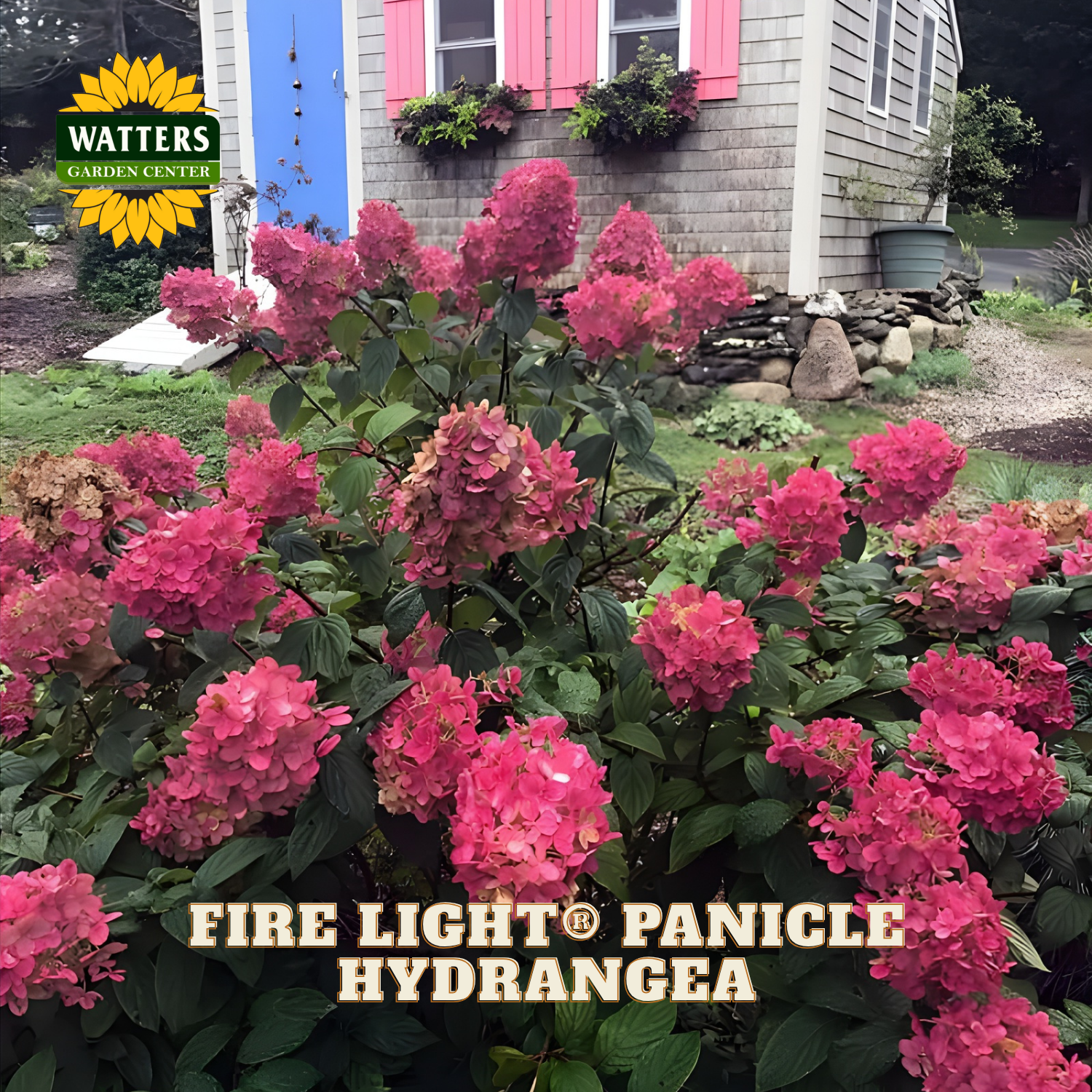 Pink hydrangea bush with Watters Garden Center logo in the background