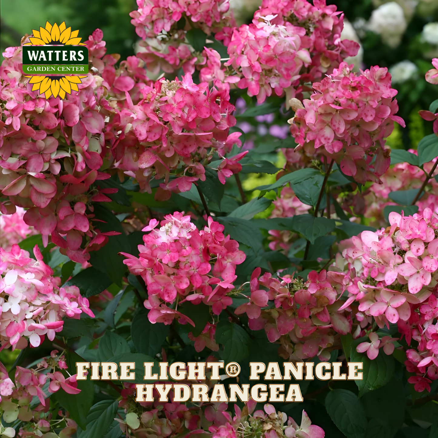 Pink panicle hydrangea with Watters Garden Center logo and 'Fire Light Panicle Hydrangea' text.